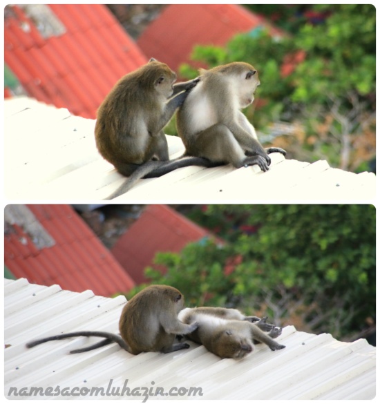 Macacos aguardam hóspede dar "mole" para roubarem o café da manhã no hotel de Phi Phi